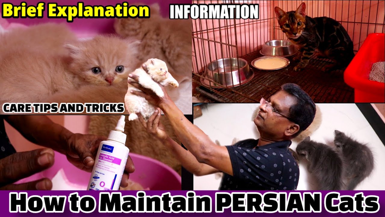 How to Maintain Persian cat In Home Tamil |Persian Cat|Exotic pets and cats