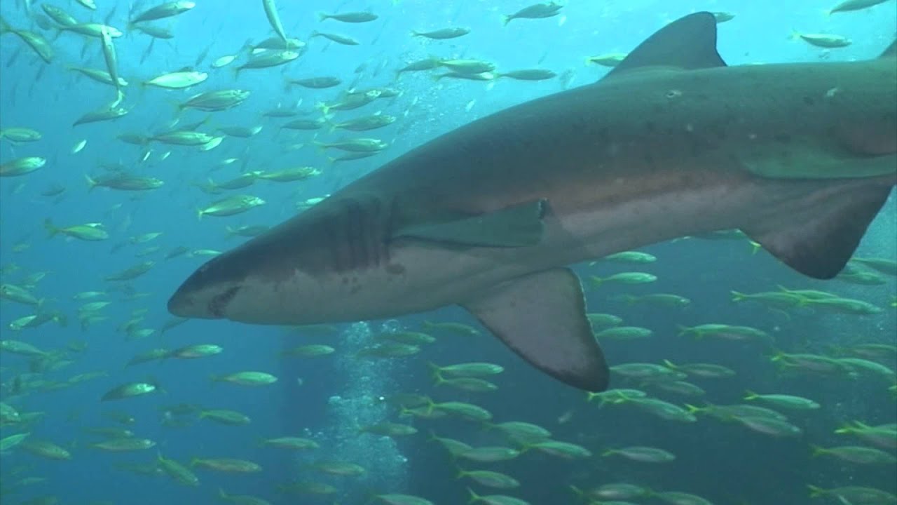 The Sharks of Nelson Bay