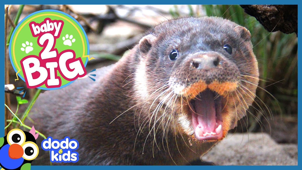 Shy Baby Otter Grows Brave Enough To Swim | Animal Videos For Kids | Dodo Kids Baby to Big