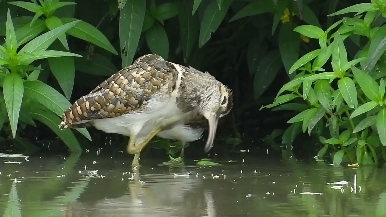 タマシギ　2025/8/10 P1100