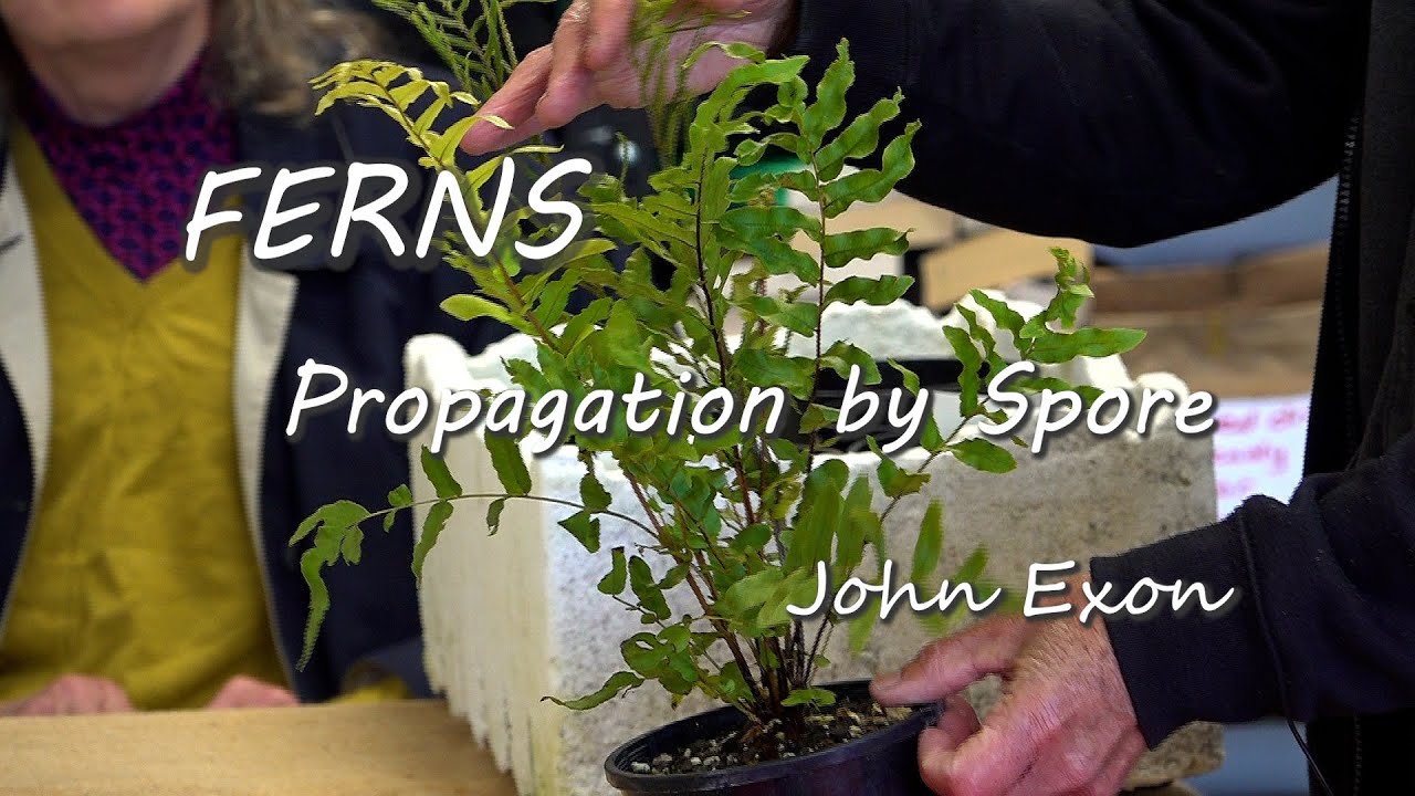 Ferns - Propagating by Spore - John Exon