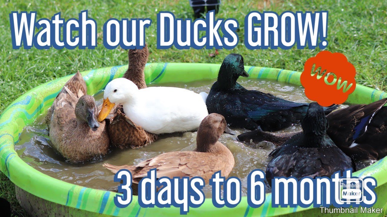 Ducks Growth from 3 days to 6 months