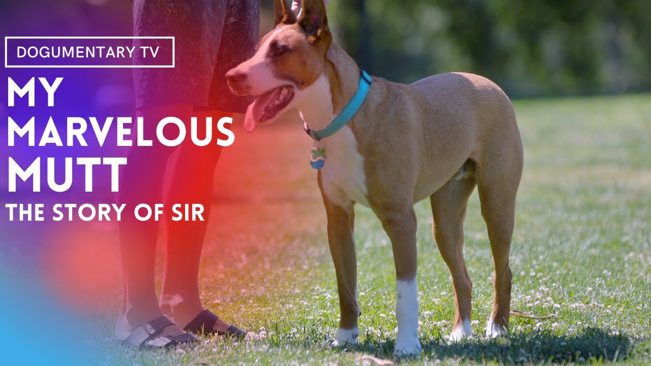 MARVELOUS MUTT: RESCUE DOG HAS SURPRISING DNA REVEAL
