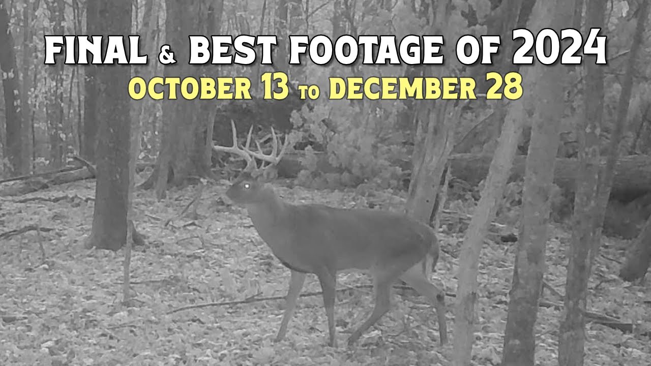 North Western North Carolina 2024 Trail Camera Footage (Oct 13 - Dec 28)