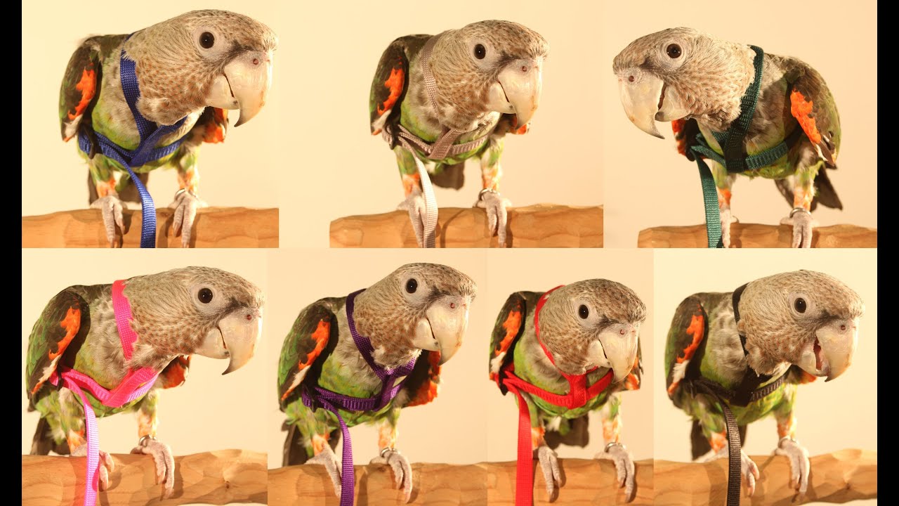 Truman Parrot Samples 7 Colors of Aviator Harness