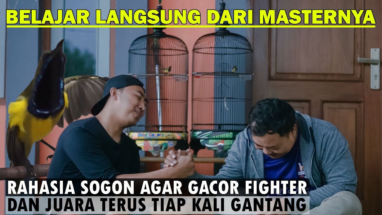 cara perawatan harian & settingan lomba burung sogon agar gacor fighter dan juara terus tiap gantang
