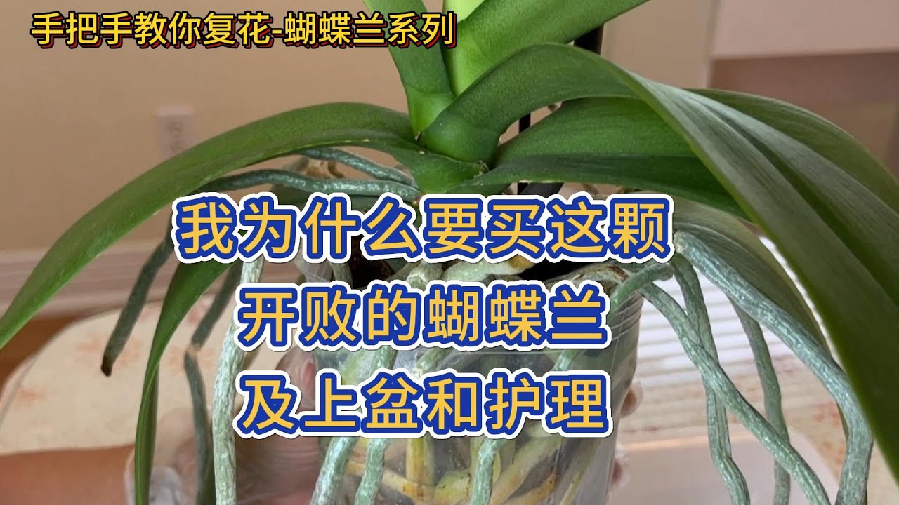 手把手教你复花-蝴蝶兰 78- 我为什么要买这颗开败的蝴蝶兰及上盆和护理