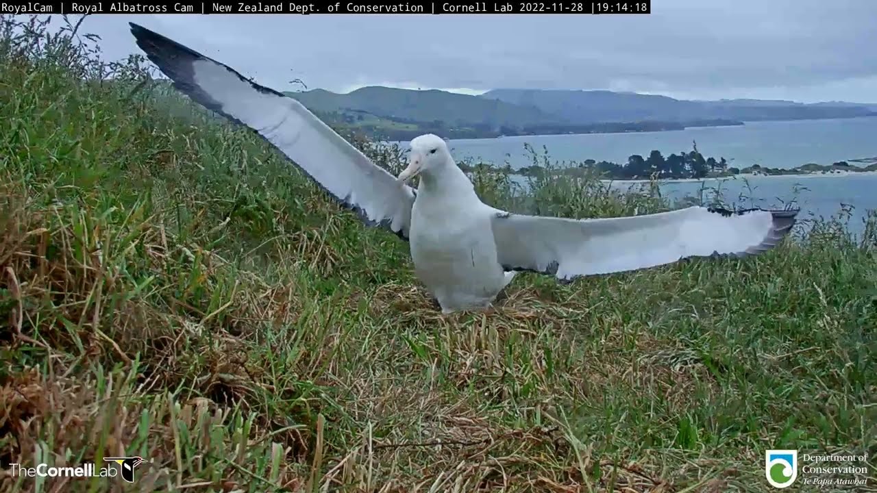 Northern Royal Albatross 2022–23 Nesting Season Begins At South Plateau Site!