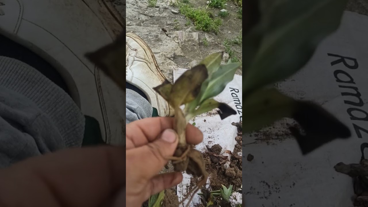 Salep Üretiminde  Püf Noktalar.Bazı Teknik Ayrıntılılar.