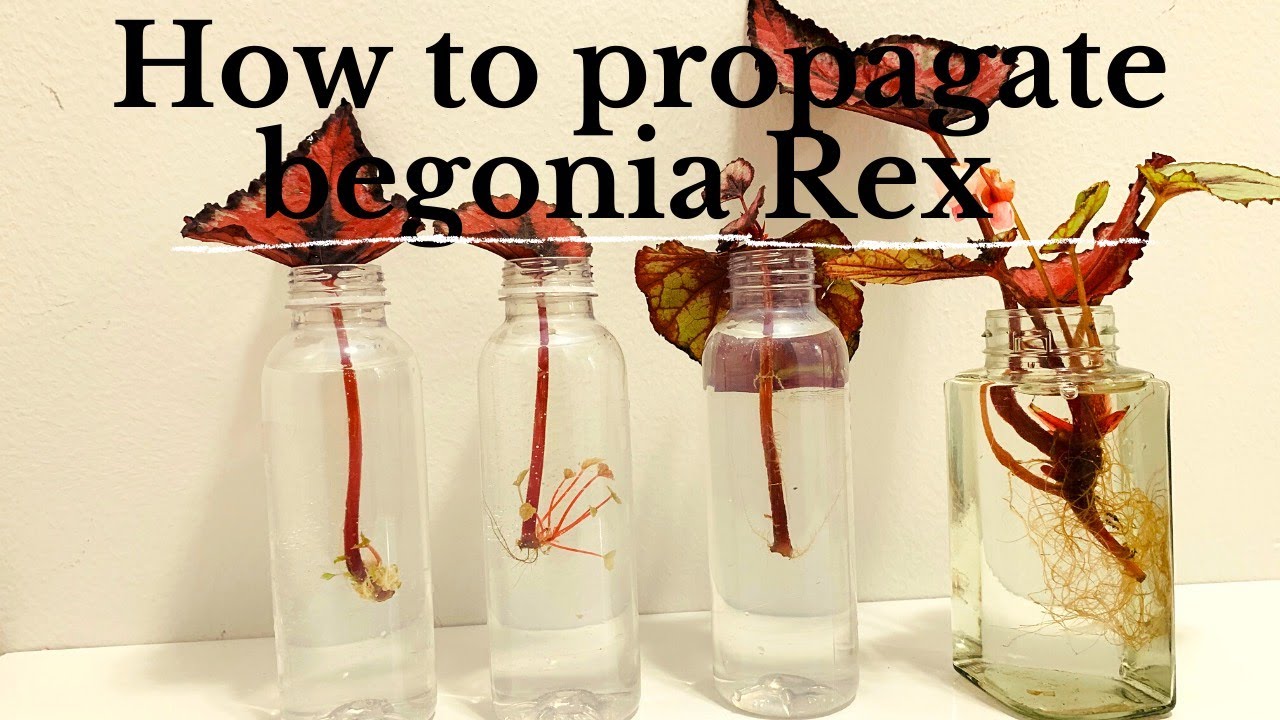 How to Propagate Begonia Rex  in Water by using a single leaf | plant Propagating Experiments.