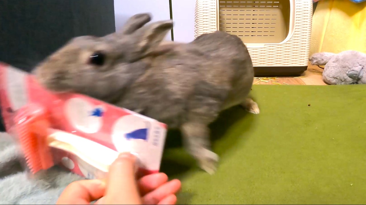 うさぎのみらちゃんと協力？して購入品紹介✨【うさフェスタ2026】