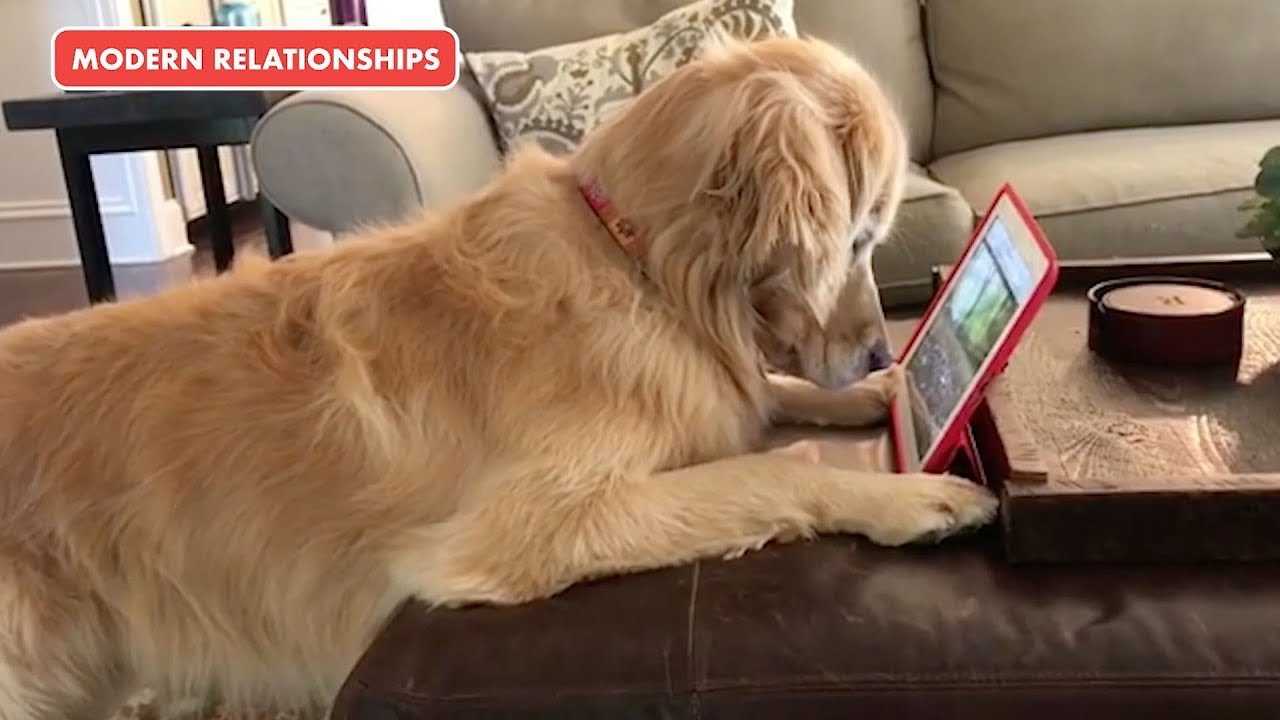Relatable Moments As Told by Pets | The Pet Collective