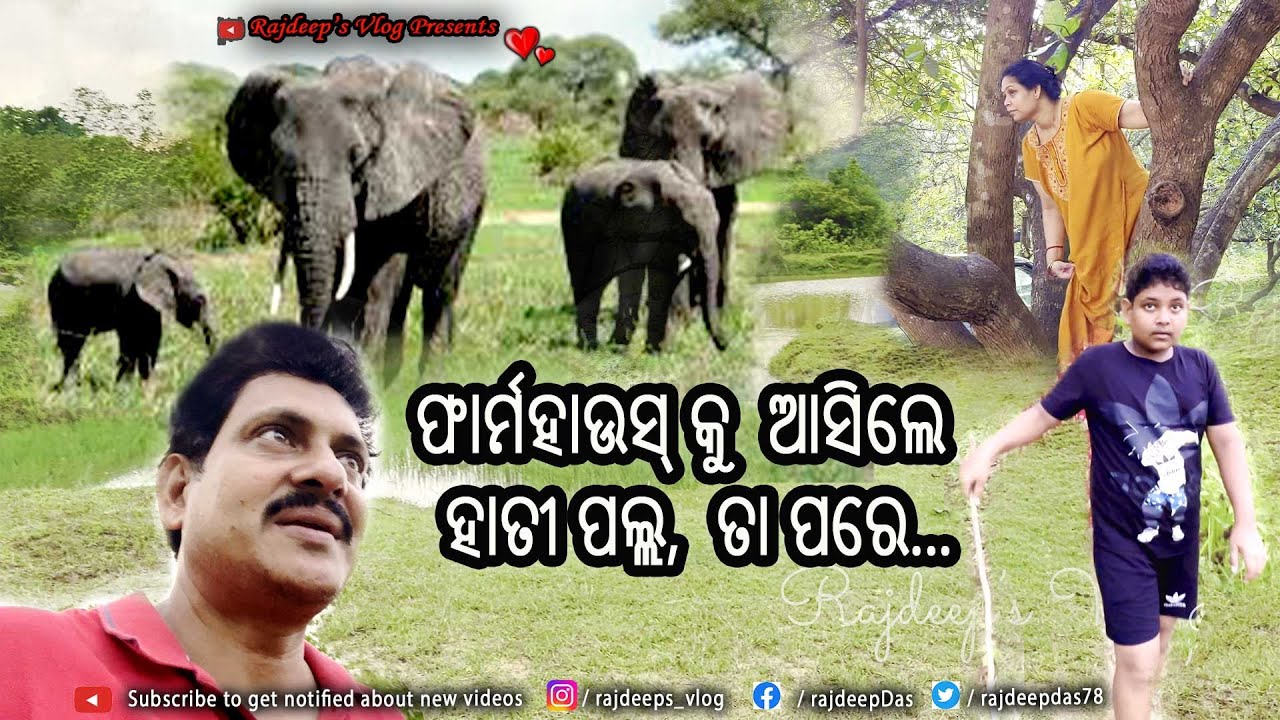 ଫାର୍ମହାଉସ୍ କୁ ଆସିଲେ ହାତୀ ପଲ୍ଲ, ତା ପରେ... | Rajdeep's Vlog - 207