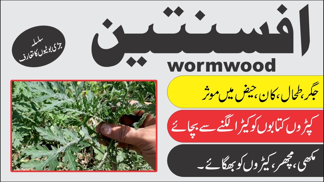 Wormwood ► افسنتین کا تعارف اور اس کے فوائد ► Al Huda Guidance