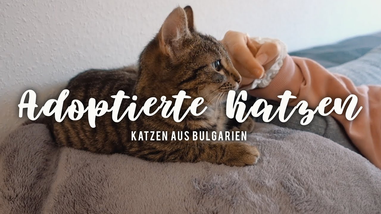 ZWEI NEUE BABYKATZEN AUS BULGARIEN #vlog Nr. 473 | MANDA
