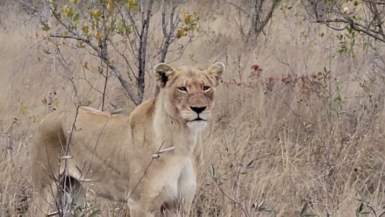 Lions on the Hunt - Kruger National Park - Ezulwini River Lodge