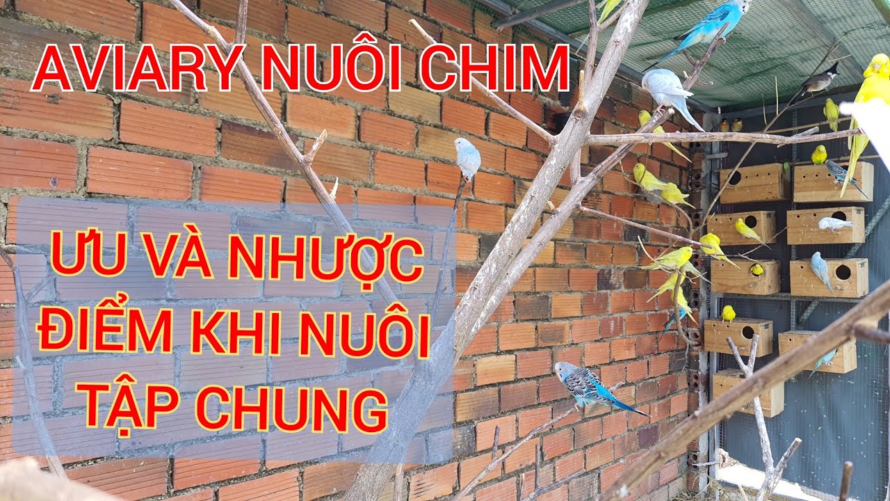 avi nuôi chim sinh sản