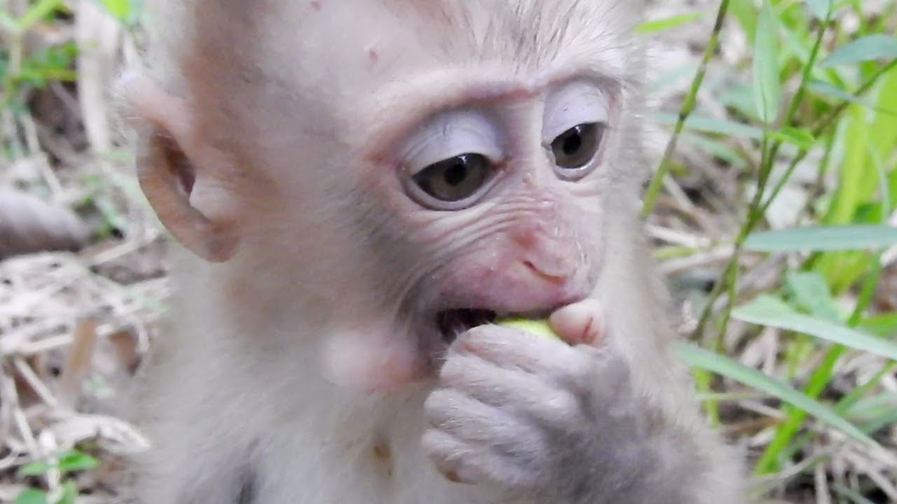 New Pigtail Baby Monkey Eating Lotus Fruits