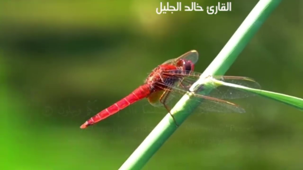 قران كريم ارح نفسك وسمعك بالتلاوات القرانيه