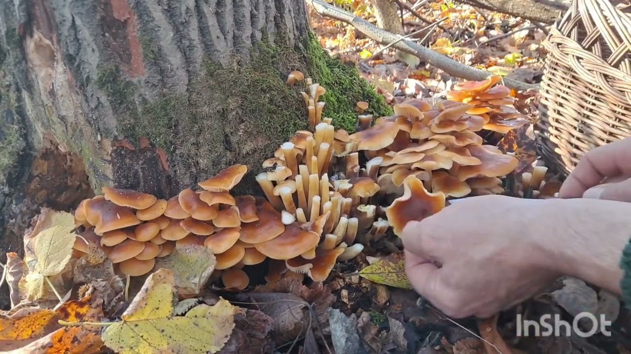 Pierwszy zbiór płomiennicy zimowej + spacer z końca października 🙂