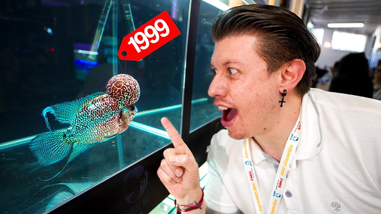 Los Peces mas Caros de AquaFest con Todo y Precios - MarioBLOGS