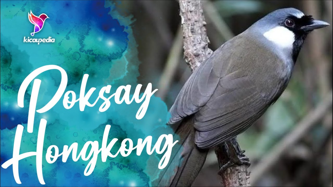 Poksay Hongkong Betina | Suara Pancingan Dan Masteran Poksay Hongkong Mantap Malas Dan Macet Bunyi