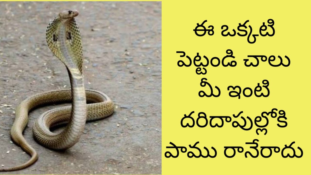 పాములు మీ దరిదాపుల్లోకి రాకుండా ఒక చిట్కా