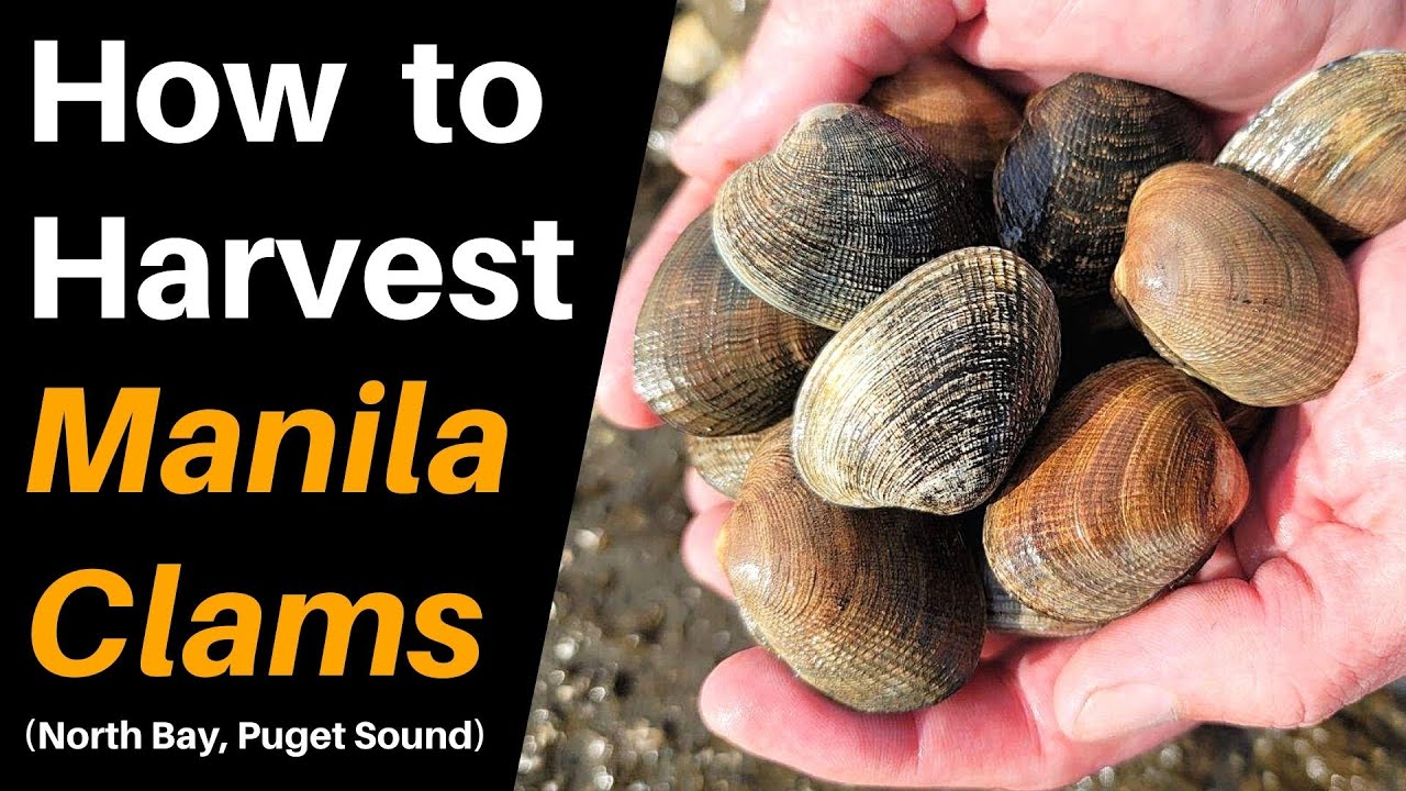 How to Harvest Manila Clams