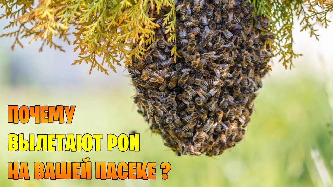 Почему вылетают рои на вашей пасеке?