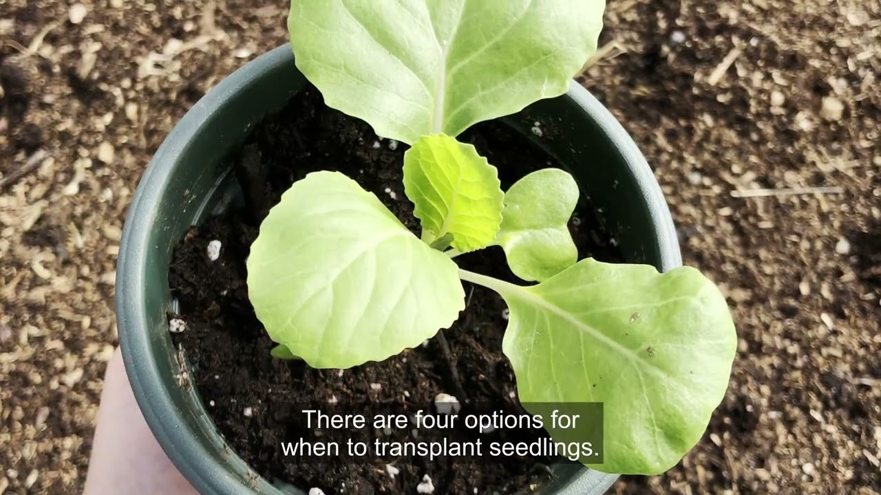 When to Transplant Seedlings