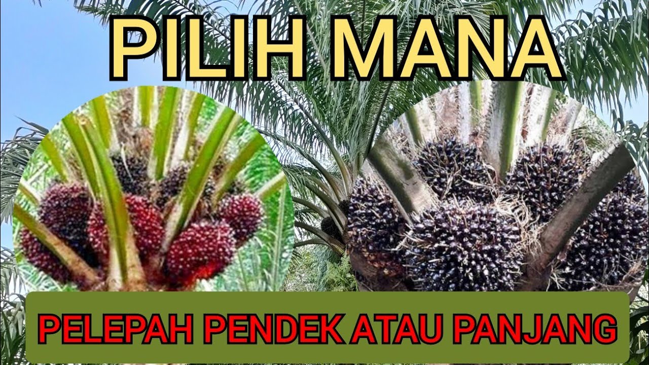 Perbedaan Kelapa sawit pelepah pendek dengan panjang