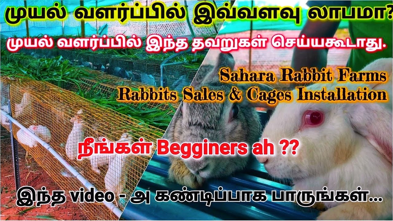 முயல் வளர்ப்பு மற்றும் பராமரிப்பு பற்றிய தெளிவான விளக்கம்| 100% Profitable business. #முயல்வளர்ப்பு