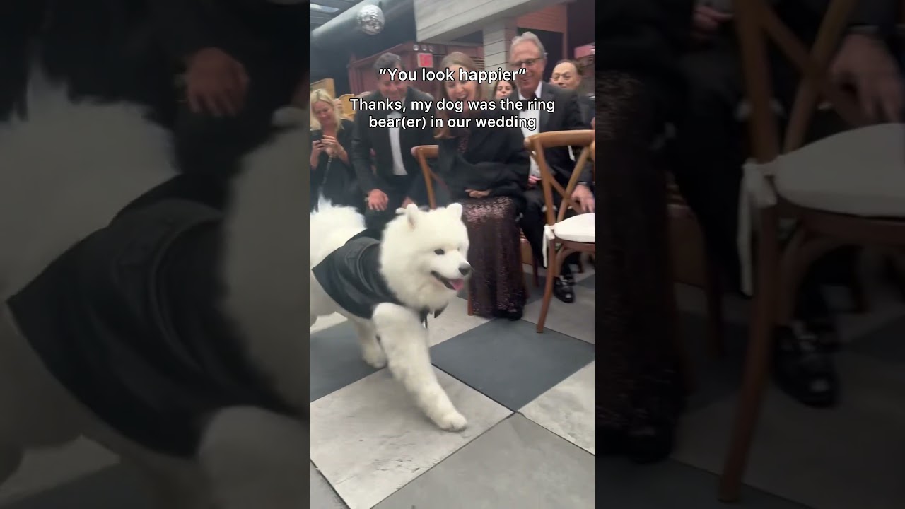 My dog was the ring bearer in our wedding! 