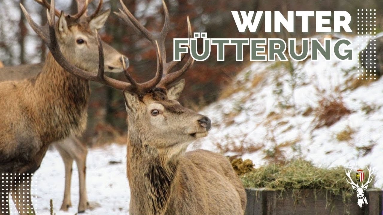 Brauchen wir die Wildfütterung im Winter? | OÖ JagdTV
