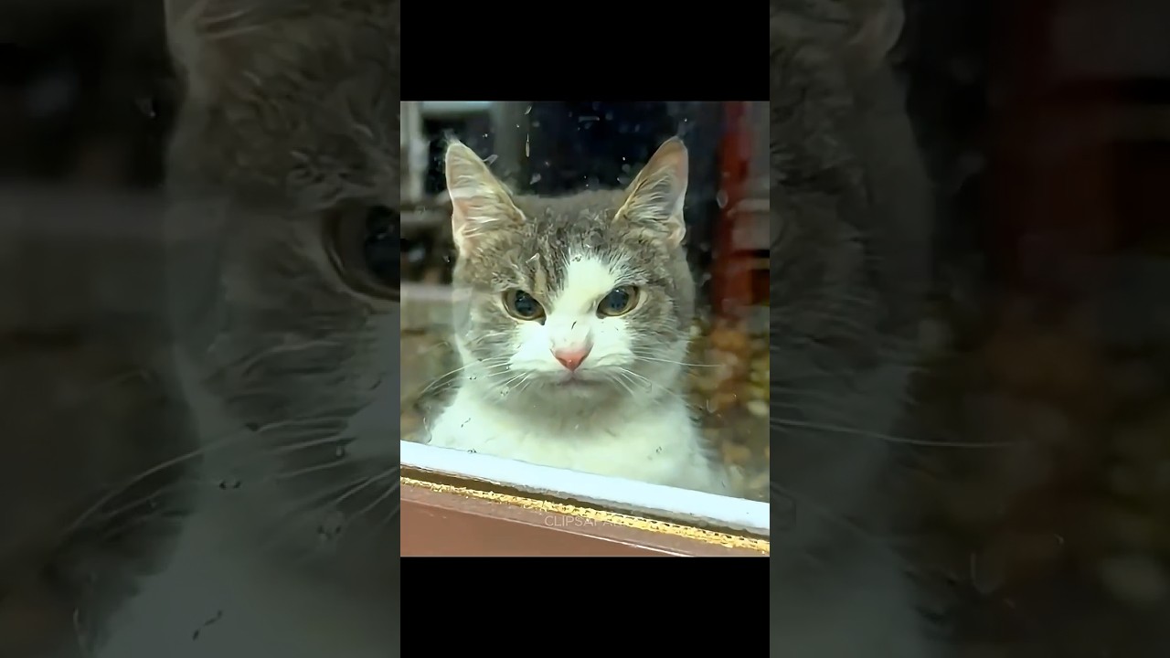 Angry Cats 😾 | Funny Cat Moments