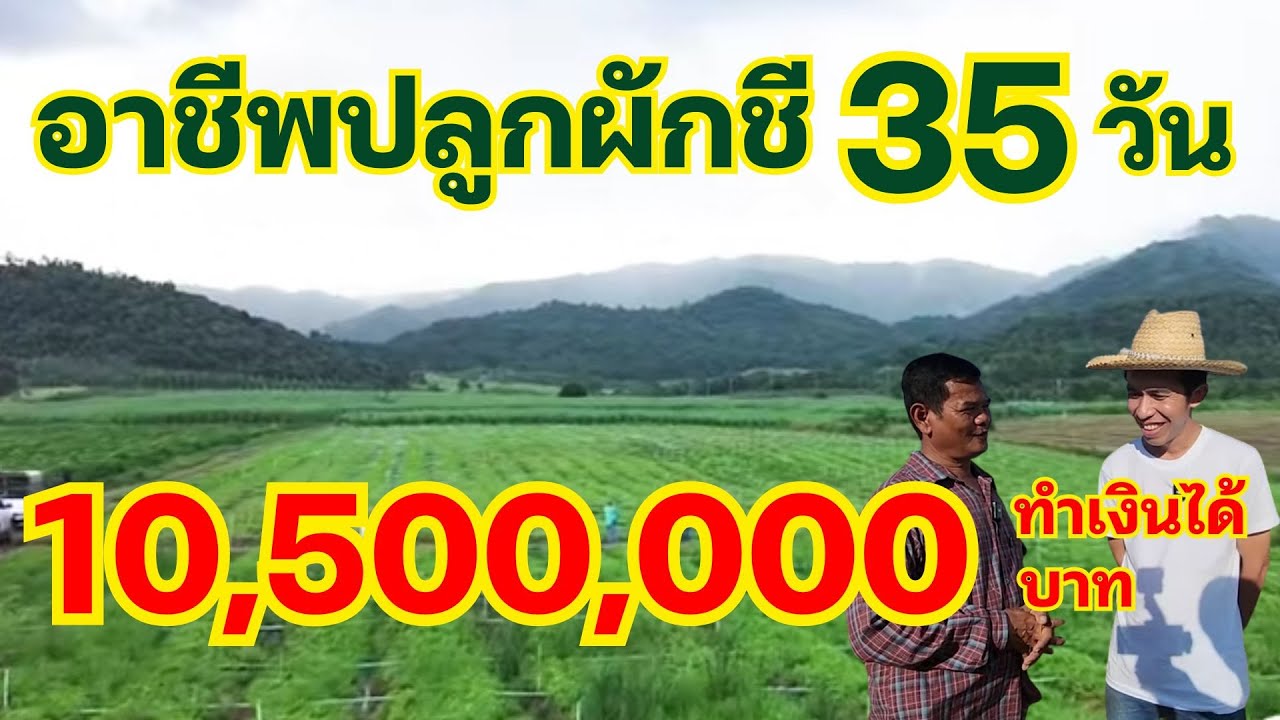 อาชีพปลูกผักชี ปลูก 35 วัน ทำเงินได้ 10.5 ล้านบาท #อาชีพปลูกผักชี #ปลูกผักชีขาย