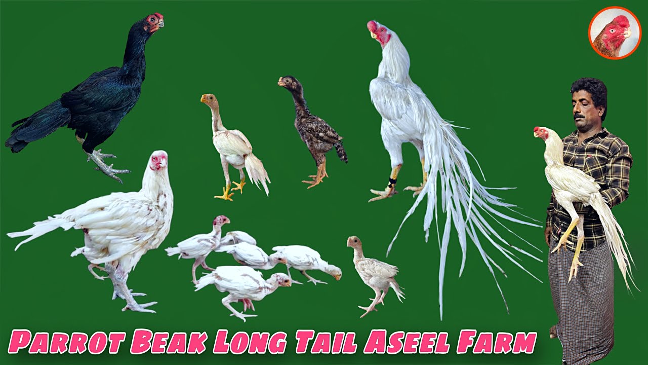 Parrot Beak Long Tail Aseel Farm | 7093717284 | ​⁠@NayakAseelBreeds