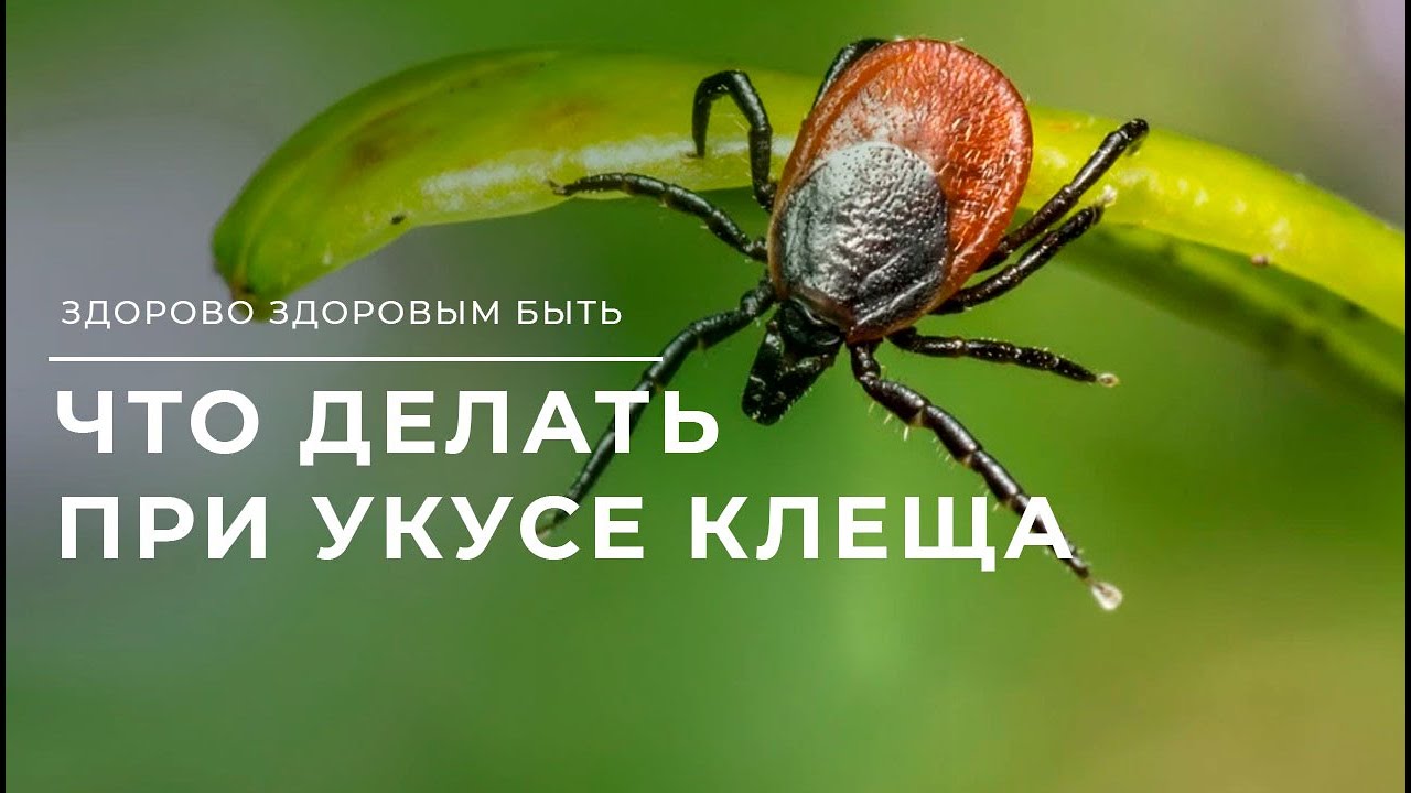 Как определить энцефалитный клещ или нет?
