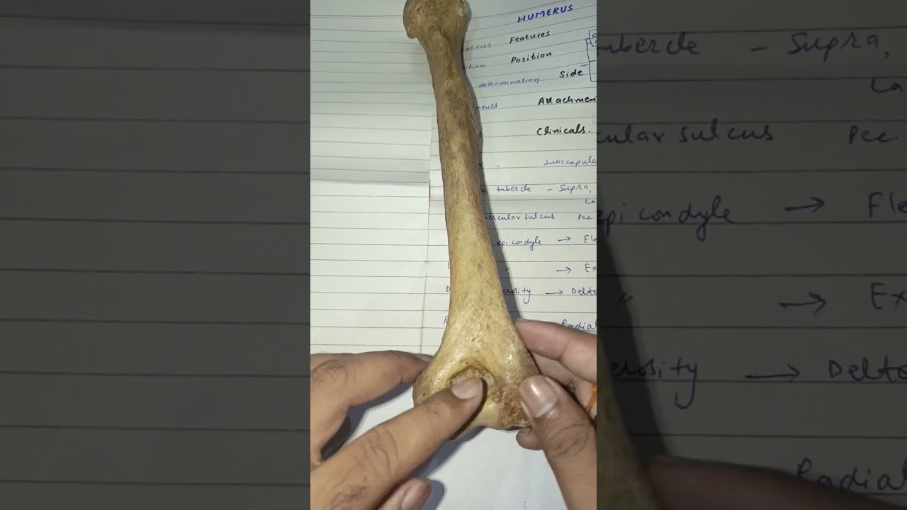 #anatomy#bone#humerus#upperlimb#osteology#1styearmbbs#mbbslecture#anatomylectures#medical#onlinembbs