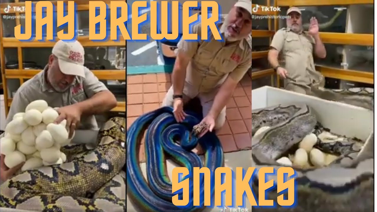 Best of Jay Brewer's Snakes 🐍😱(Snake bite)Compilation