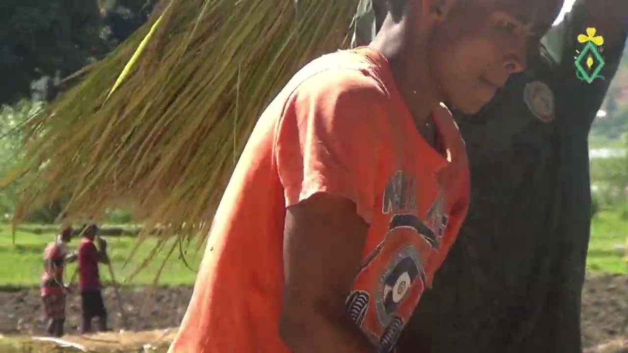 Rice Cultivation in Madagascar Episode 3