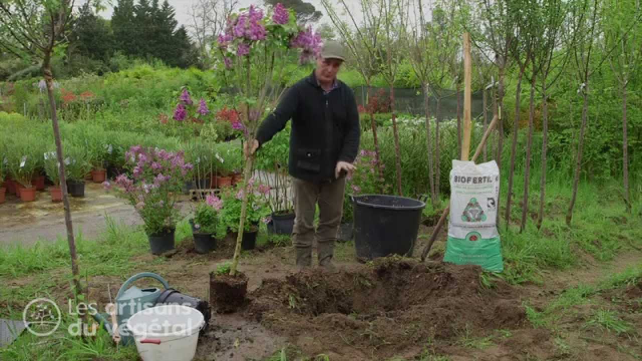 Comment un planter un arbre en pleine terre à partir d'un conteneur : le lilas commun 🌳