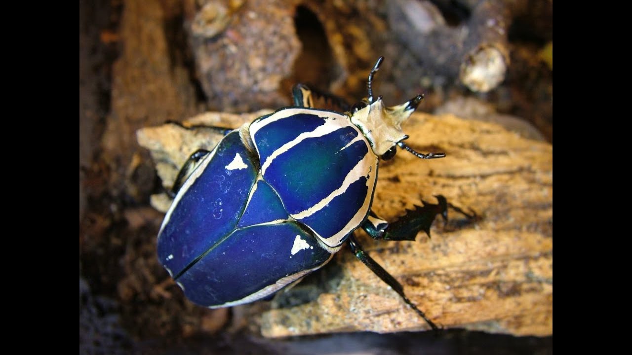 Mecynorrhina torquata ugandensis - инструкции по разведению, часть 1