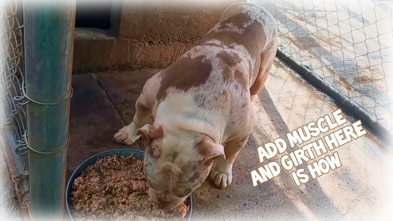 How to add weight and muscle to your dog - Bulking your bulldog or bully