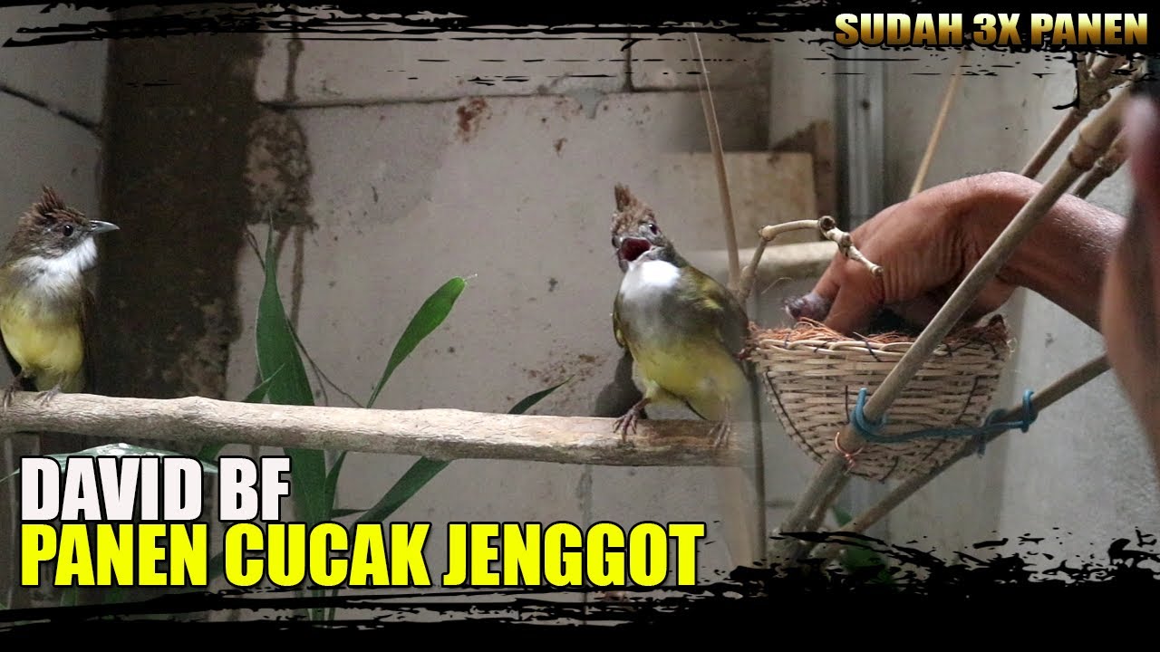 DAVID BF PANEN CUCAK JENGGOT||SUDAH BERHASIL 3 PERIODE