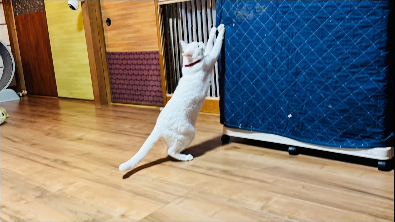 よりパパ【しゃあ猫団 ch.】 がライブ配信中！