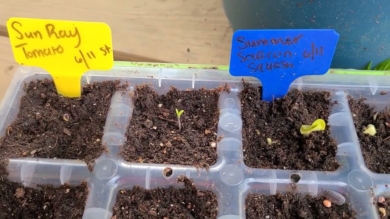 Burpee Super Seed 16XL Seed Starting Tray