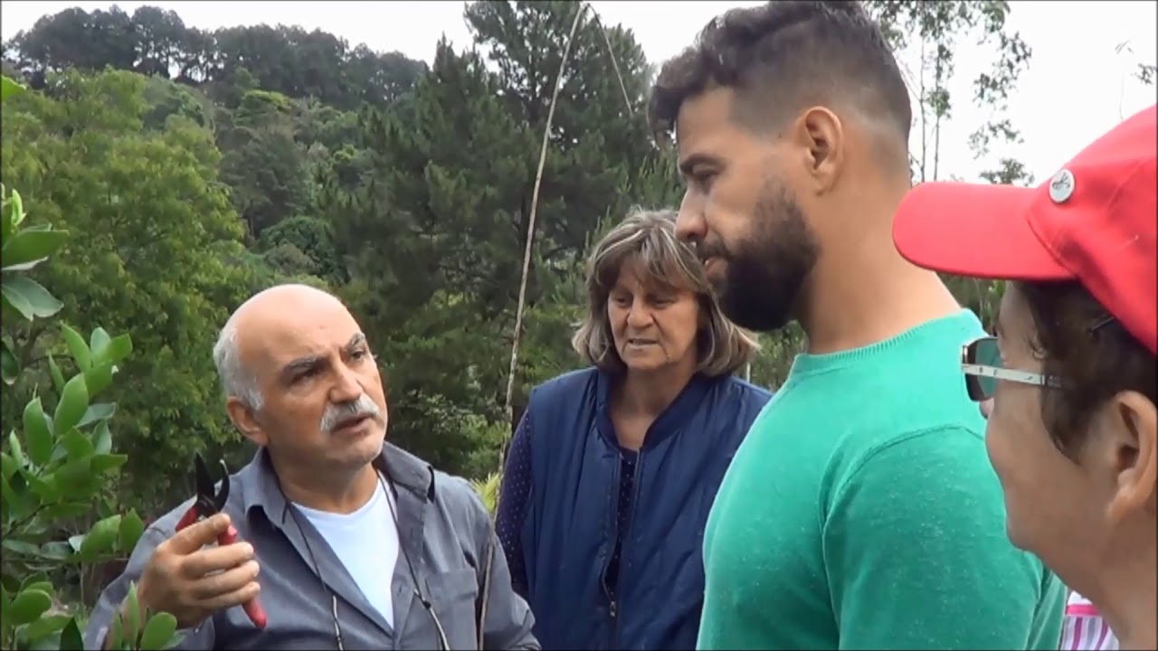 706 ) –  6 ° PARTE DA NOSSA VISITA A ITAPEVI – PODA DOS CITRUS – SP  49abcde