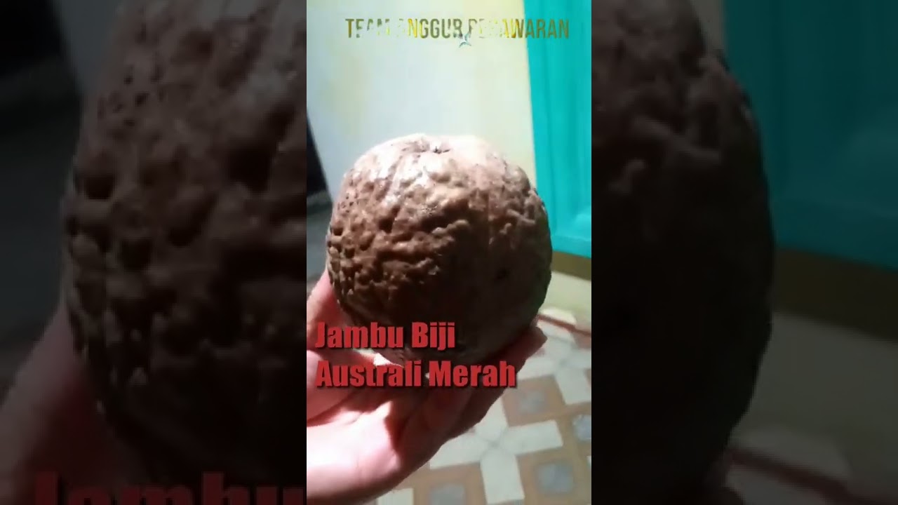 Jambu Biji Australia Merah