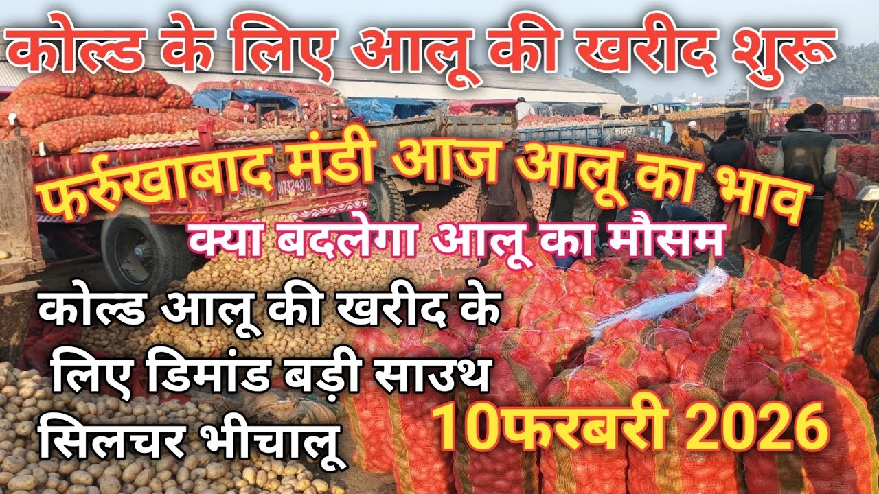 10 /02/ 2026 आज आलू का भाव फर्रुखाबाद मंडी कोल्ड के लिए आलू कीखरीद चालू potato rattoday farrukhabad